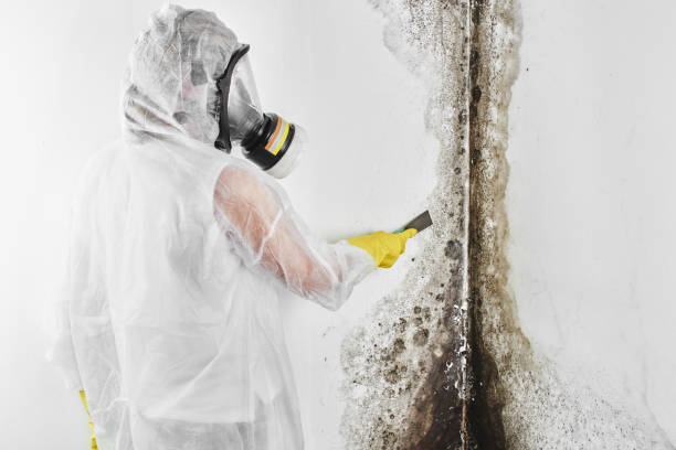 Why You Should Choose Our Mold Remediation Services in Alpine, CA